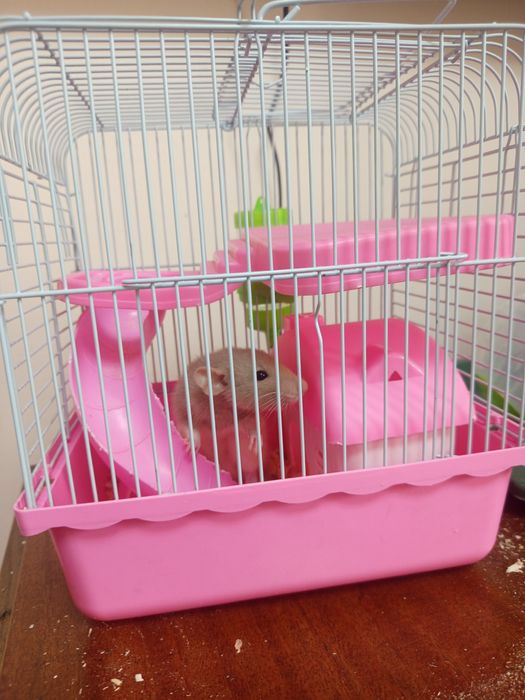 Продаю Крысу с клеткой СРОЧНО!