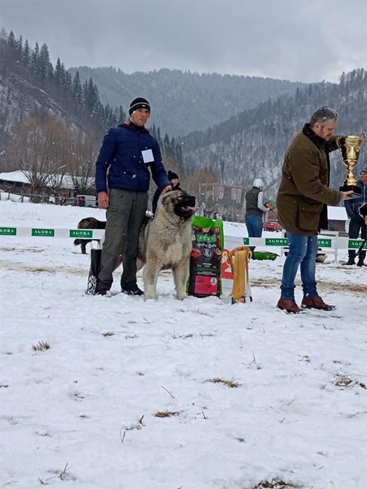 Femela ciobanesc caucazian