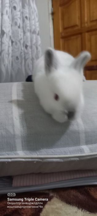 30 tacha har xil quyonla bor arzon narxda