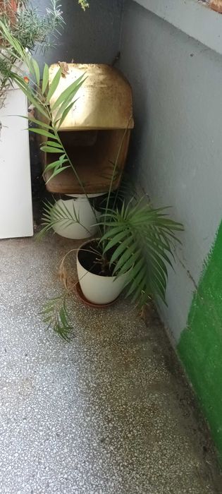 палма Хамедорея Елеганс
