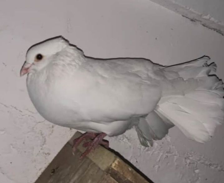 Vând porumbei ornament