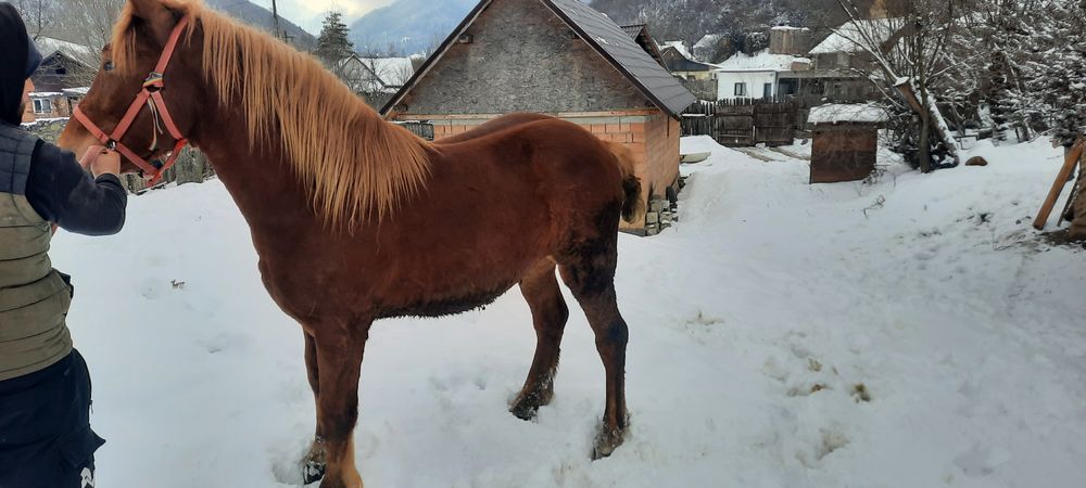 Vând Mânz de 2 ani cu pașaport