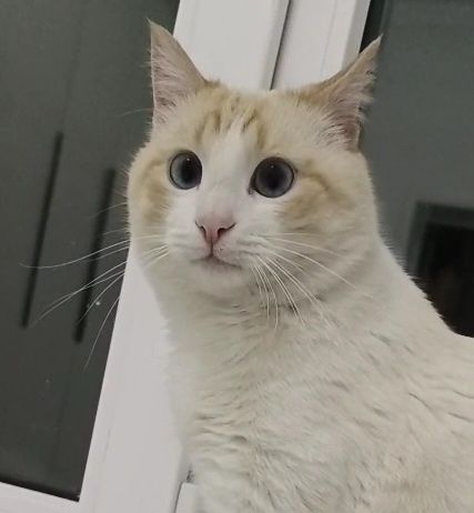 Кот кострированый мальчик