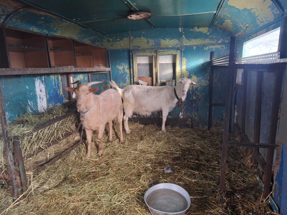 Ярета за дамъзлък и бременни кози