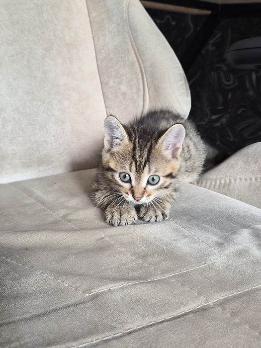 Котенок в добрые руки