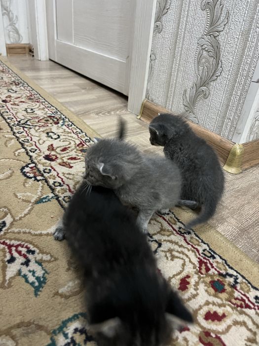 Мысық, кішкентай