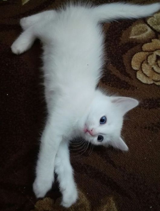 БелоСнежныE коТятA