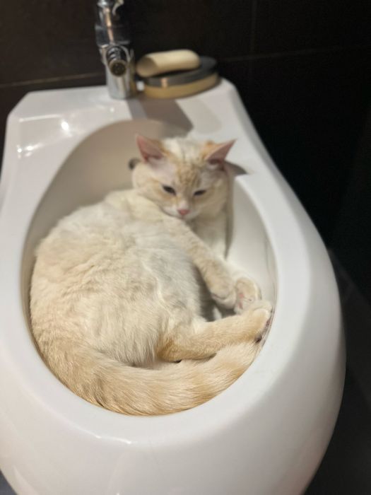 Ищу любящую семью для Буси!