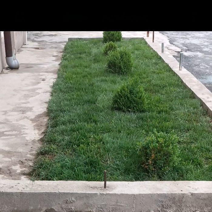 Газон установка за квадрат 25 000