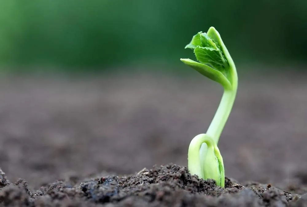 Seminte ' Mormondica  Peru Amar ( diabet) 130  Seminte