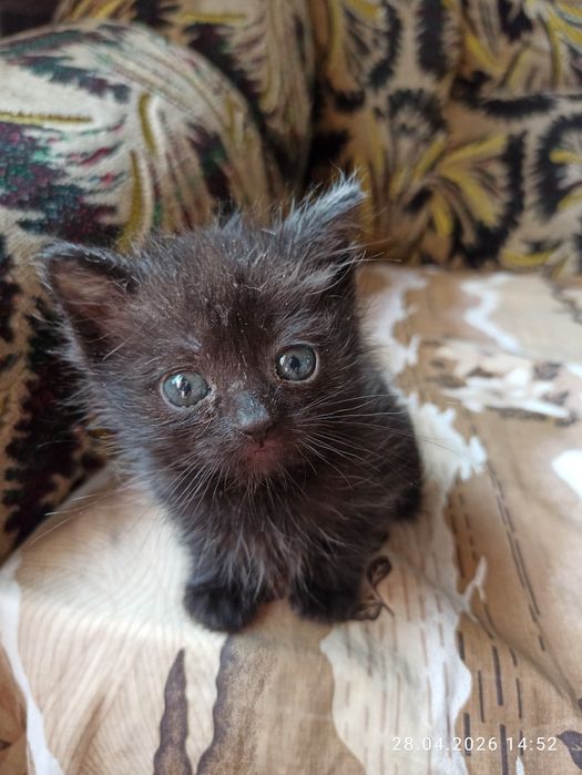 Отдам даром котят