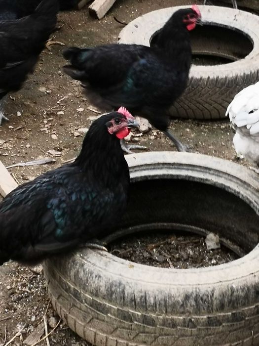 Cocoșii Australorp Negru, Albastru și alb.