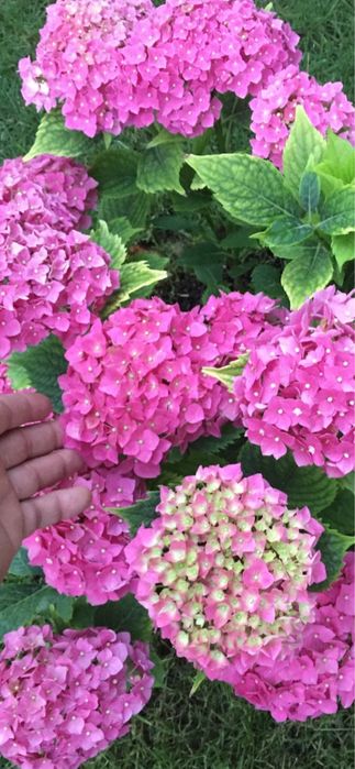 Гортензия кўчатлари 50 минг