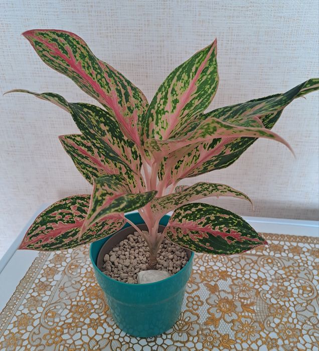 Продам комнатные цветы разные