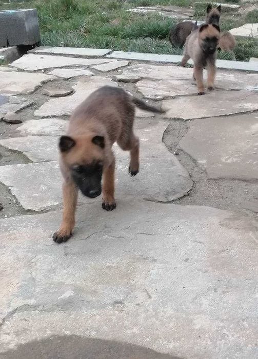 Малки кученца малиноа