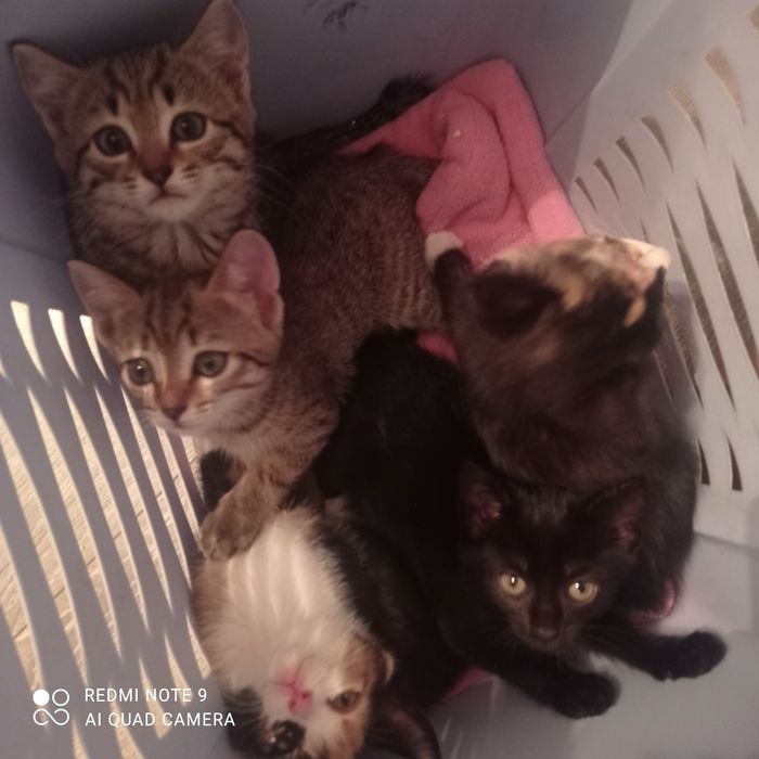 Отдам в хорошие руки