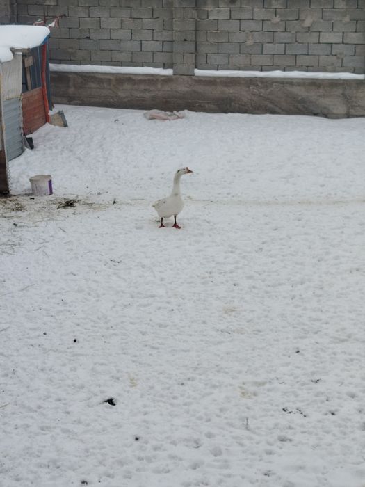 Гусь обмен либо продажа