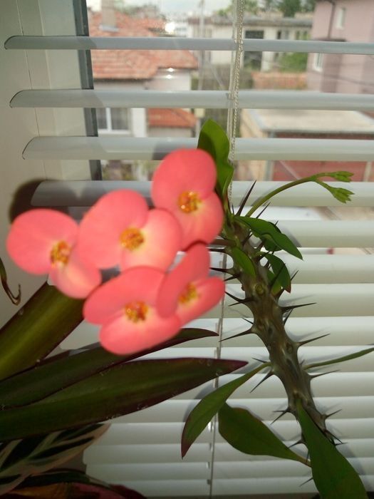 Палма драцена фраганс-110см.,коледниче,исусов венец,кротон,бамбук и др