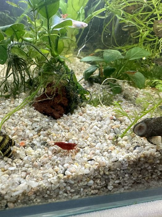 Криветка сотилади вишня Cherry Neokardin