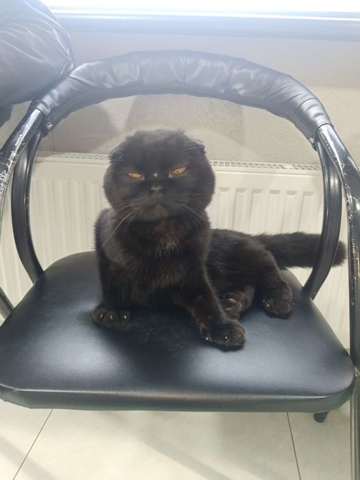 Скотиш фолд соглом