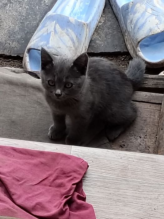 Отдам даром котят