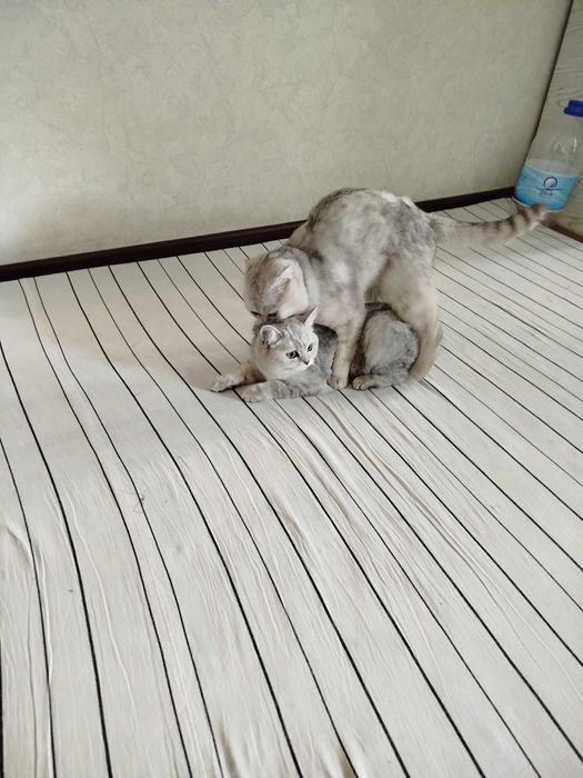 Вязка скотиш фолд Серебристая шиншилла .кот НЕ ПРОДАЁТСЯ.