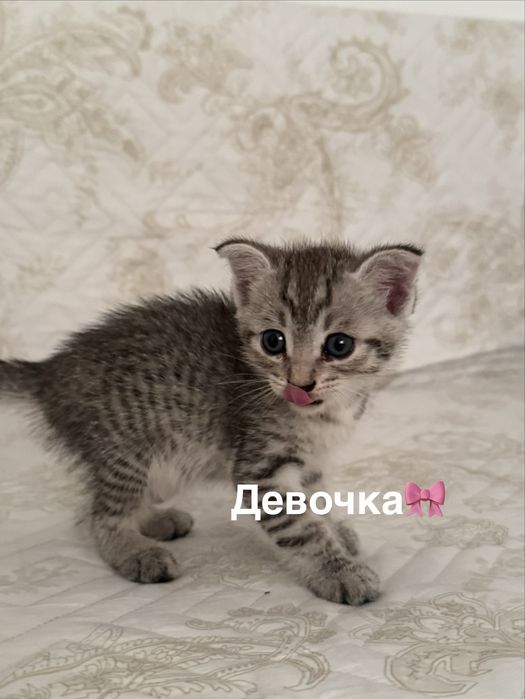 Котята в заботлиые руки