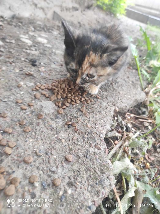Котёнок в добрые руки