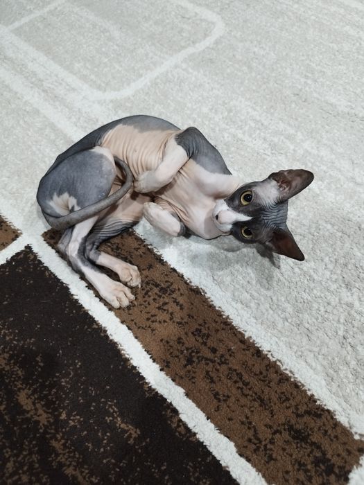 Продам кошечку сфинкса