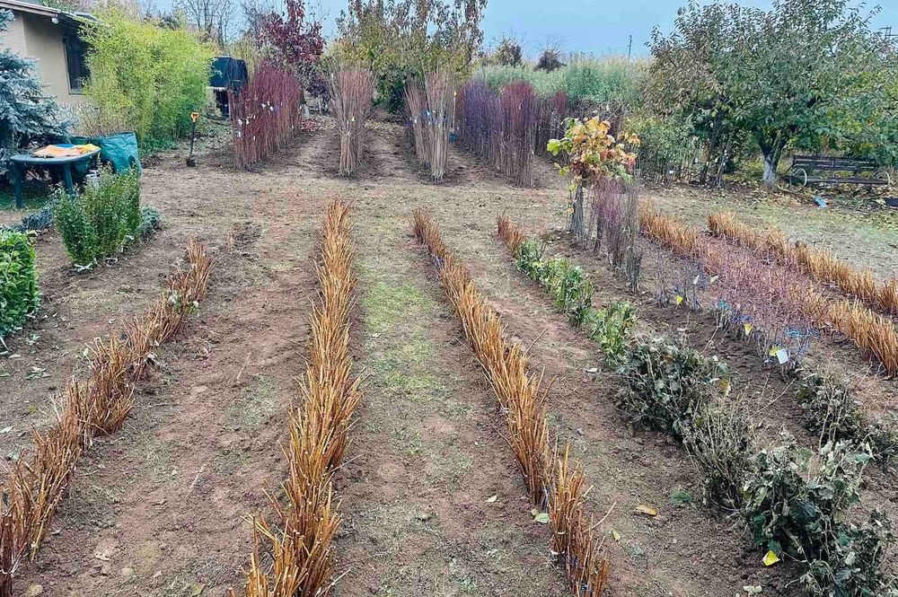 Овощни дървета, плодни храсти и лозички - Fruithome Плевен