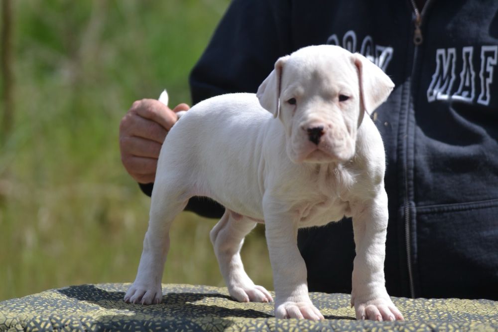 Dog Argentinian mascul cu pedigree