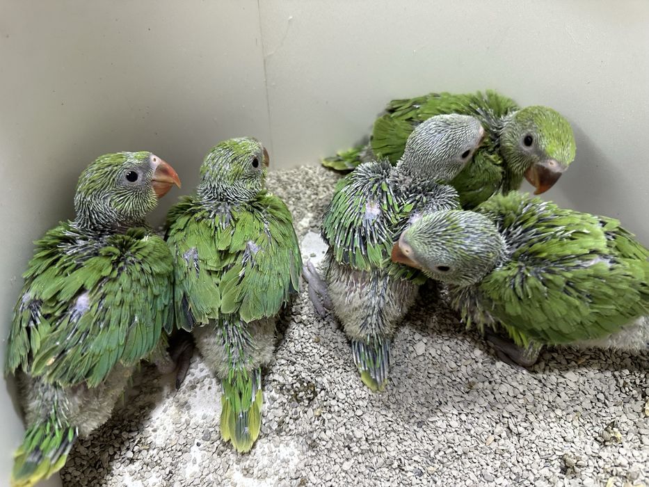 Tayyor kashada ruchnoy qilishga anjrella