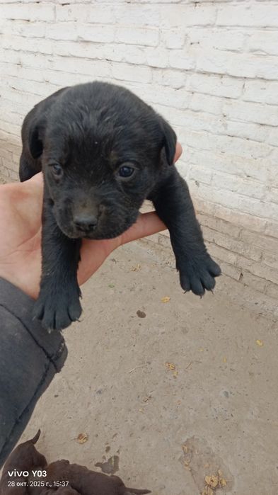 Лабрадор-ретривер