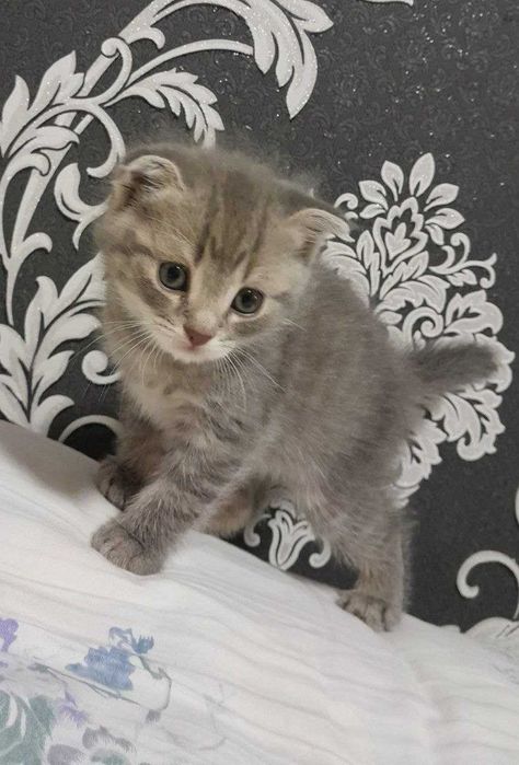 skottish fold СКОТТИШ ФОЛД