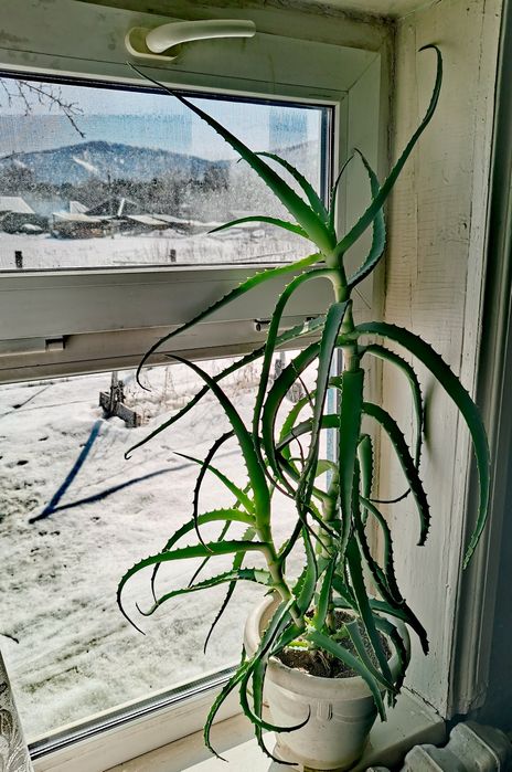 Алоэ 4 года Черемшанка