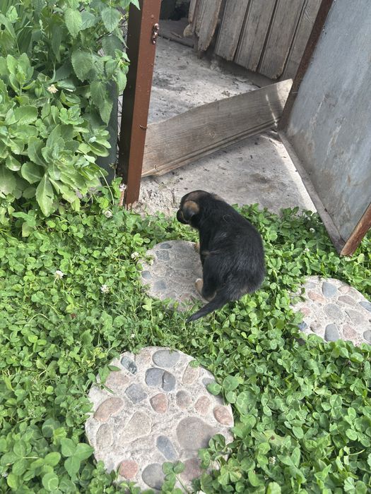 Щенята отдадим в хорошие руки