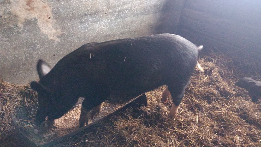 Продам свинку  45.000