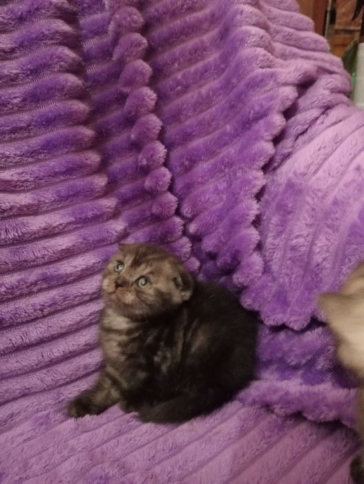 Продам шотладских котят с документами.