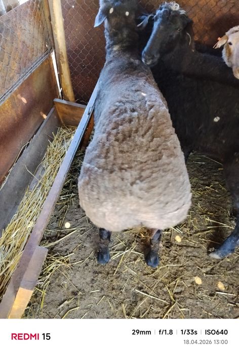 Продам кошкара на развод эдильбай