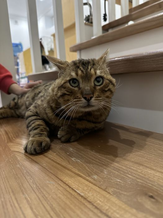 Продам Бенгальского кота