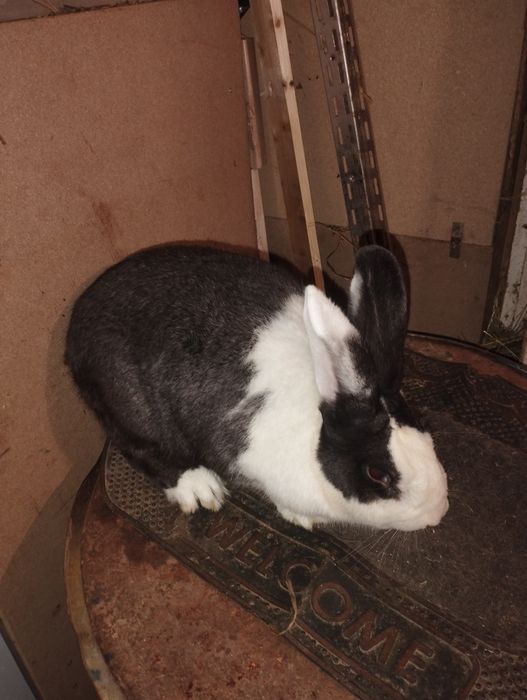 Iepuri hycole francez masculii