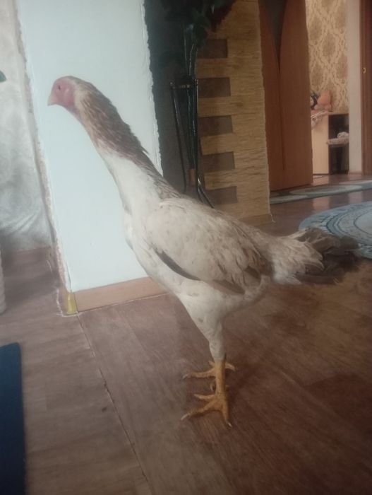 Срочно продам курицу бразильку