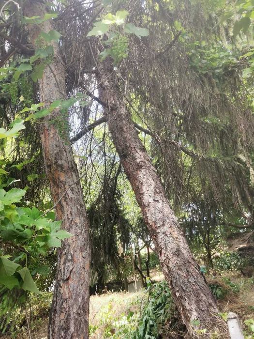 Продава се Парцел в Плевен, Сторгозия - 445 кв.м за 90 €/кв.м - Снимка #1