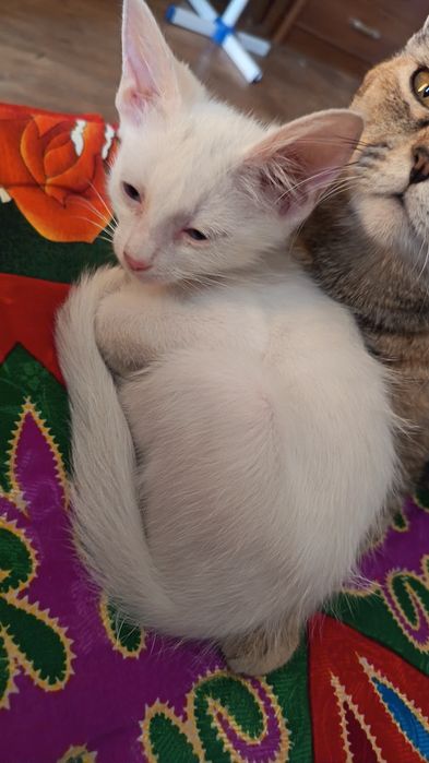Котенок, девочка