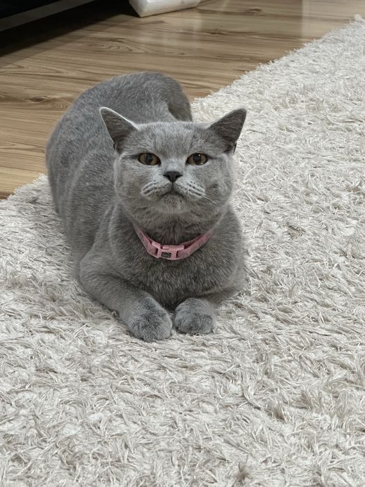 Британска късокосместа на 2 г.