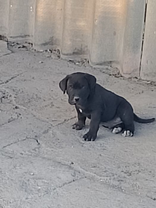 Продам щенят Кане корсо
