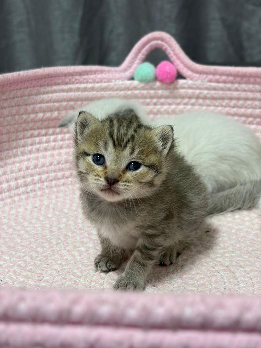 Котятв вислаухие