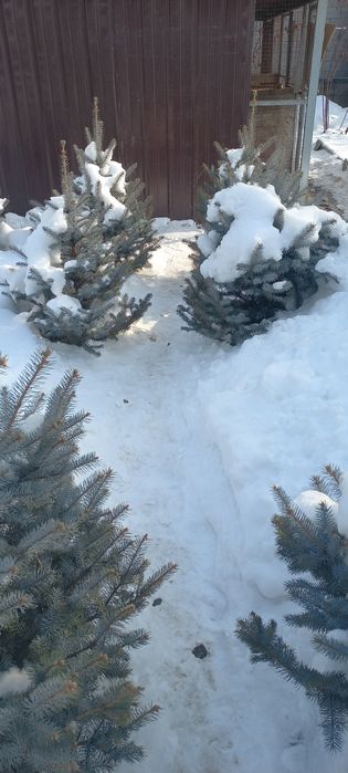 Голубая Ель, Блю Даймонд