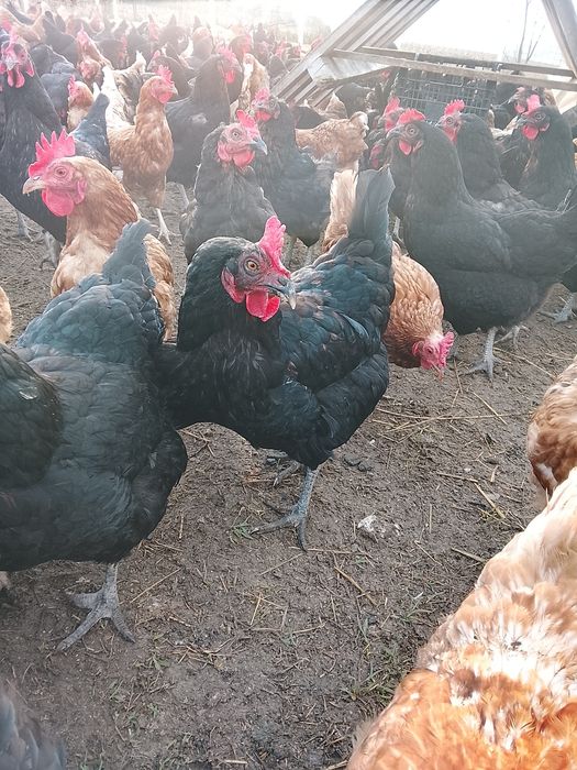 Găini de vânzare Negru de Moravia  și Lohman Brown