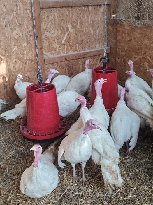 Vând curcani 4-6 kg, ideal pt cuptor, livrare gratuita în